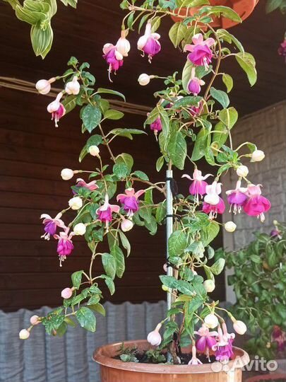 Фукция, фуксия на штамбе