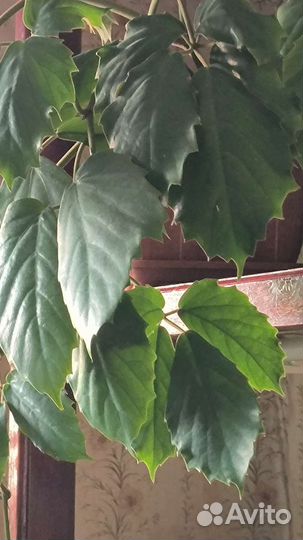 Тетрастигма