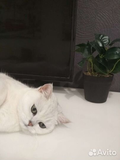 Серебристая шиншилла британка