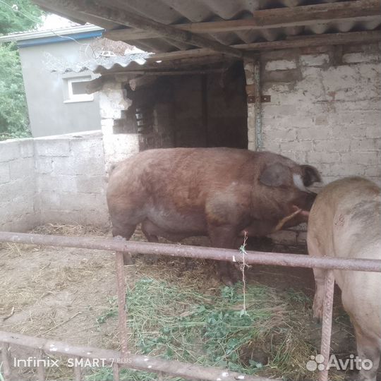 Хряк на племя