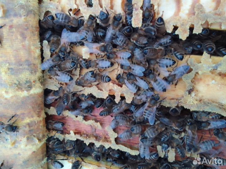 Пчеломатки