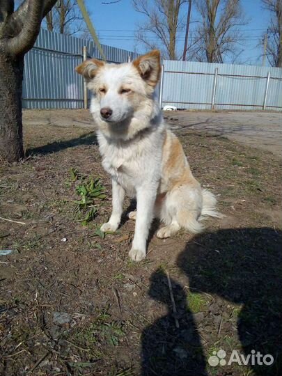 Вьюга ищет дом