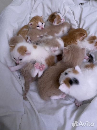 Котята 10штук ищут дом