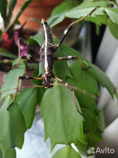 Палочники Неожиданные