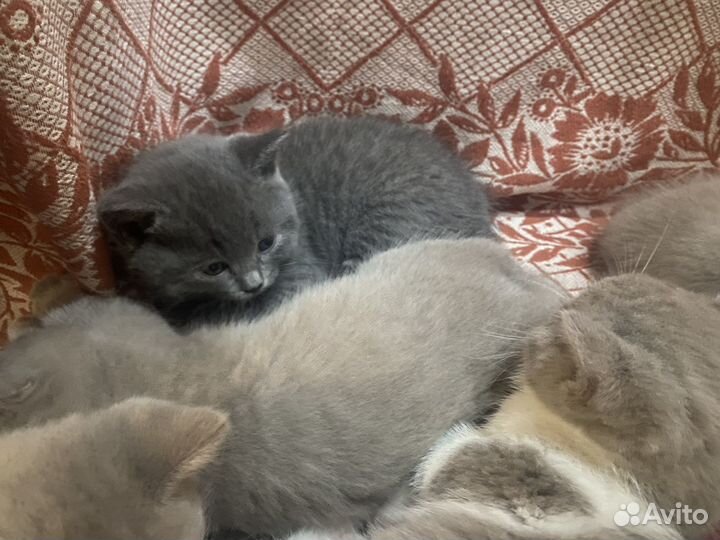 Шотландские котята