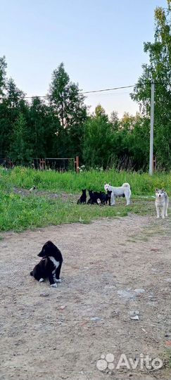 Щенки лайки в дар