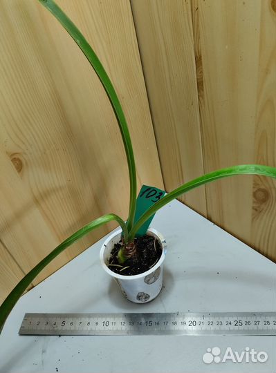 Гиппеаструм