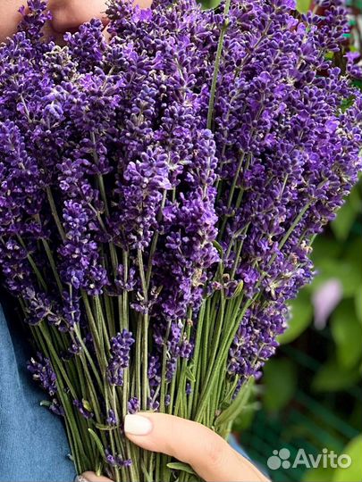 Букет лаванды. уже высушеные