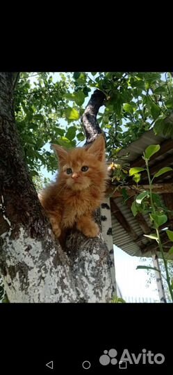 Котята мейн кун