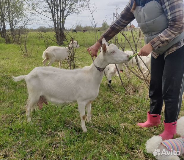 Зааненская дойная коза, Катумский барашек