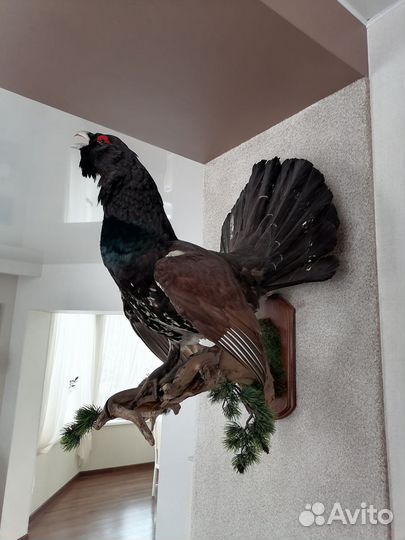 Чучело глухаря