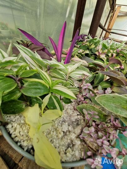 Каллизия и традесканция комнатные растения