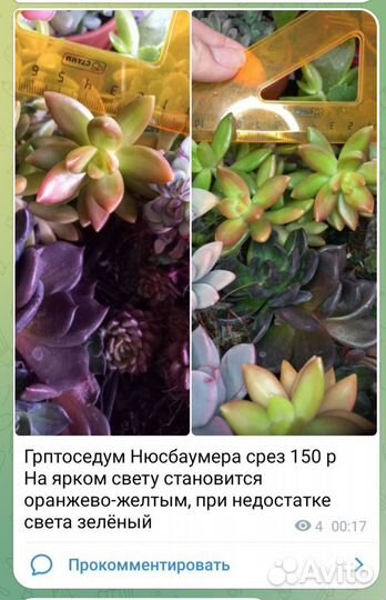 Суккуленты эхеверия разные