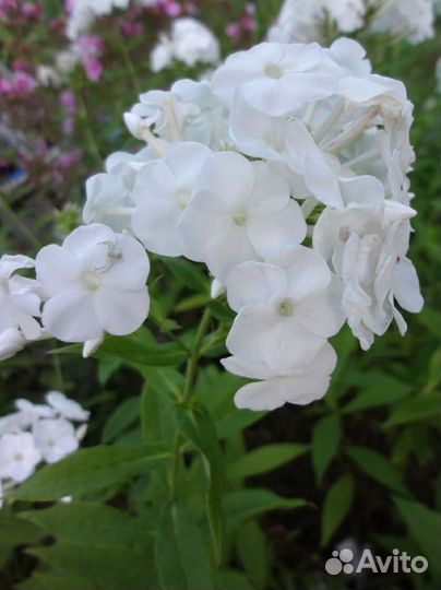 Цветы флоксы