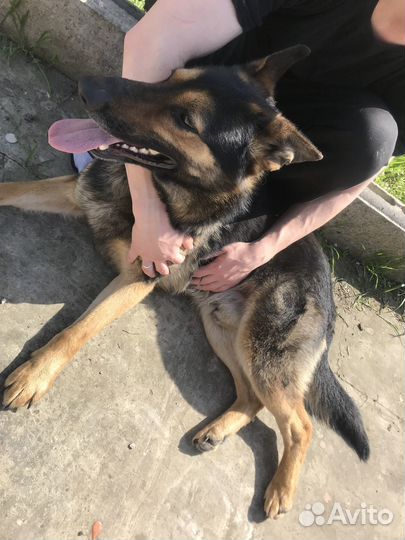 Вязка чистый немец