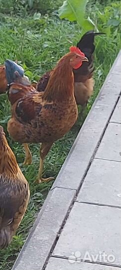 Петух Синь Синь Дянь