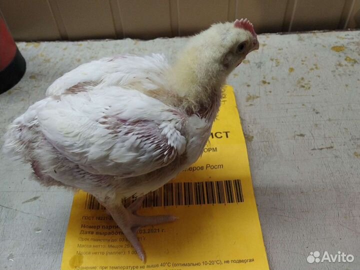 Цыпленок Бройлер