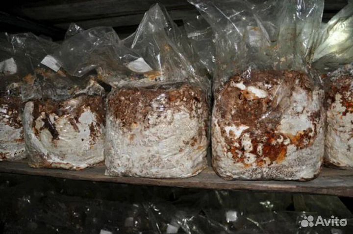 Шиитаке грибные блоки