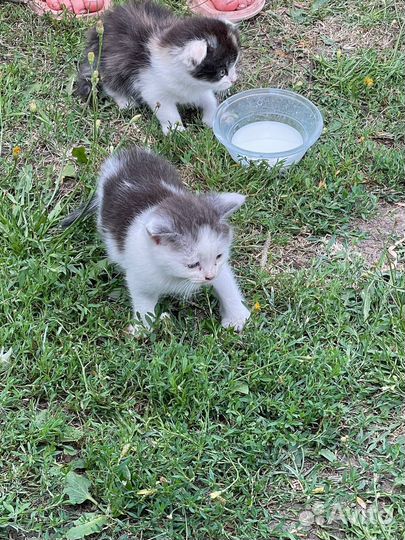 Найдены котята