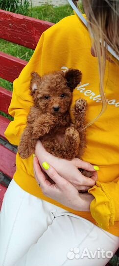 Мальтипу red мини