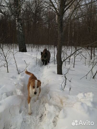 Дикий кабан