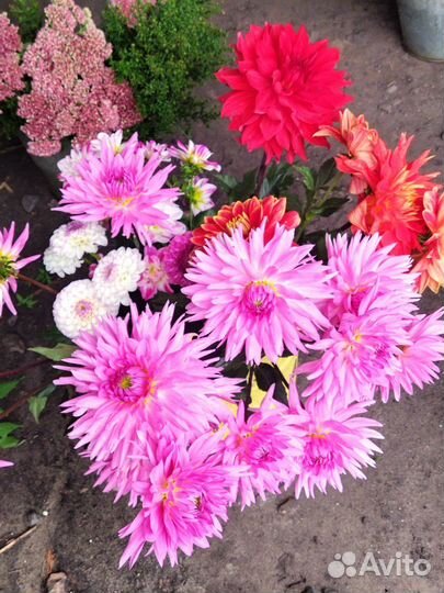 Клубни георгин