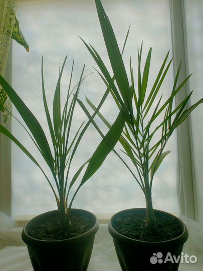 Пальма финиковая выс. 65 см