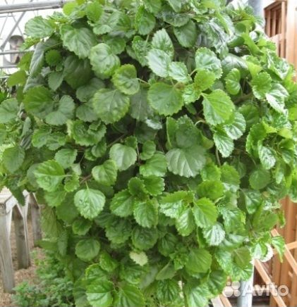 Плектрантус (комнатная мята, домашняя)