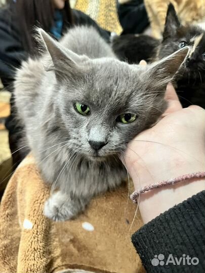 Кот в добрые руки