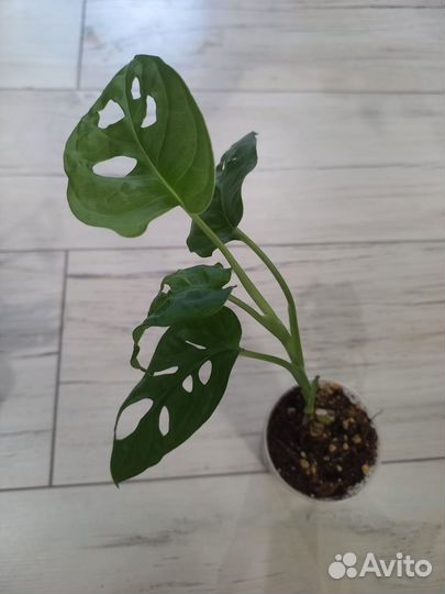 Монстера обликва