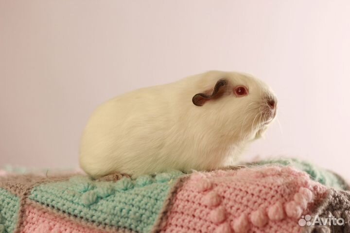 Породистый поросёнок