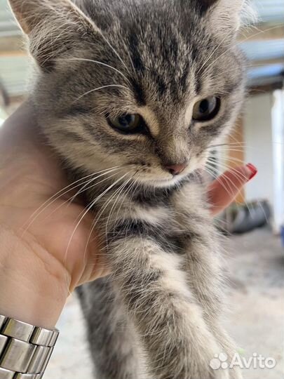 Котята мышеловки в добрые руки