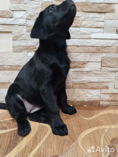 Лабродетки