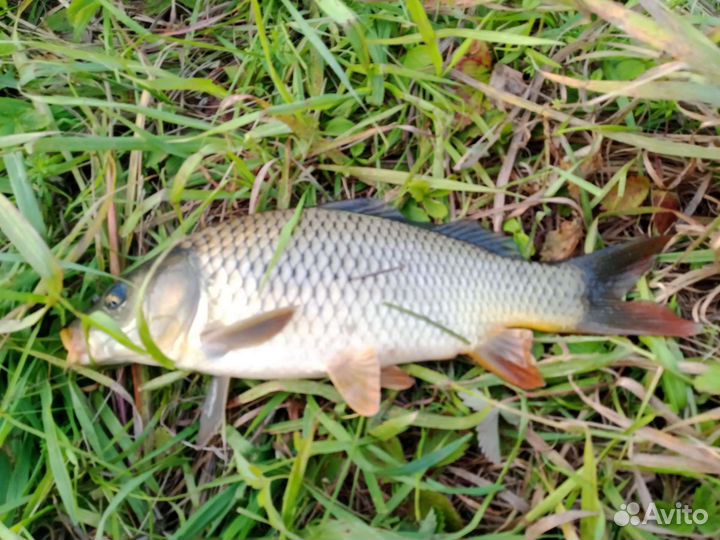 Прудовая рыба для зарыбления