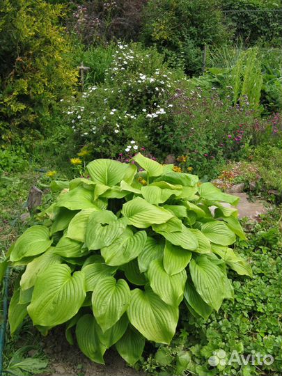 Цветы. Хосты