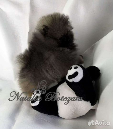 Померанский шпиц девочка