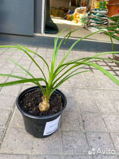 Бокарнея нолина слоновья нога бутылочное дерево