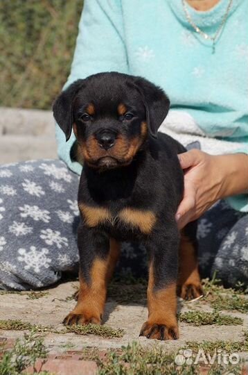 Щенок ротвейлера