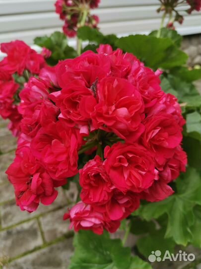 Пеларгония герань