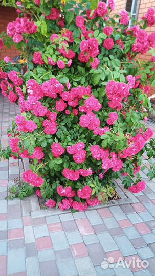 Роза плетистая