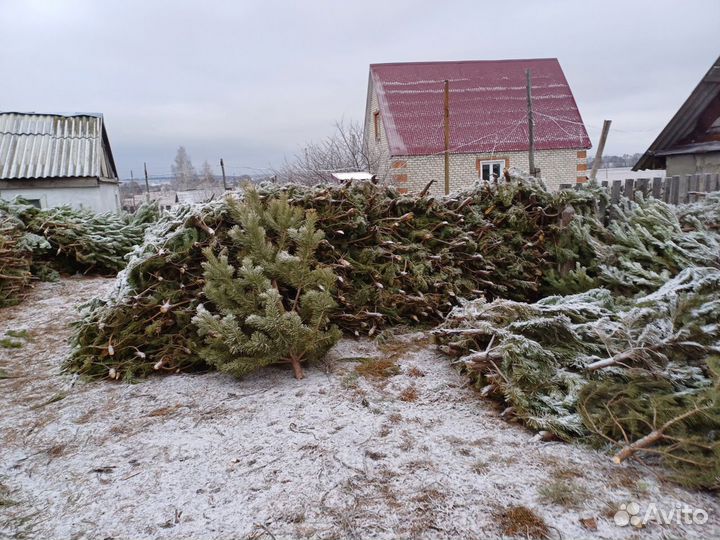 Сосна новогодняя оптом