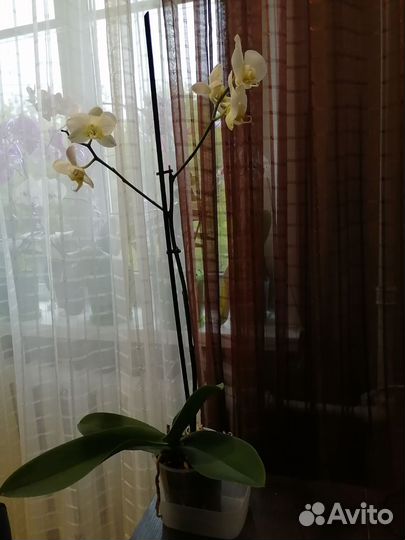 Орхидея фаленопсис
