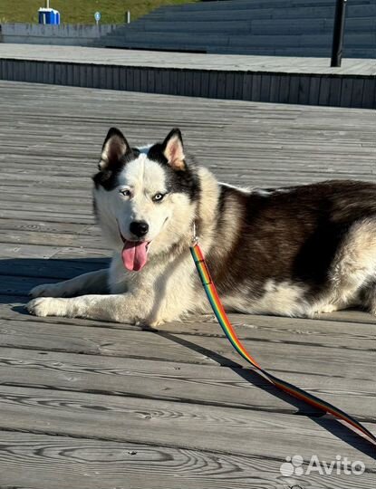 Очаровательная Хася