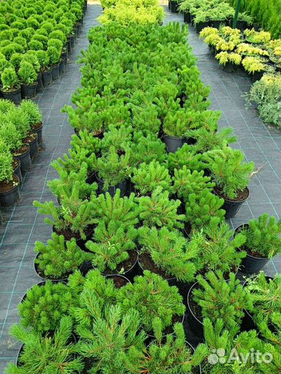 Горная сосна