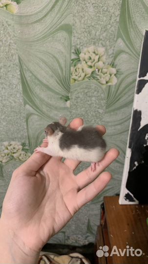 Декоративная крыса маленькая