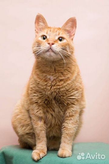 Кот кошка котенок котята рыжый в добрые руки