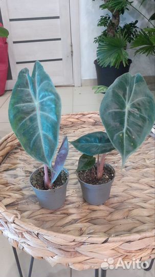 Алоказия пинк дракон