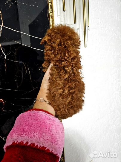 Тедди Тикап Пудель Девочка из Китая