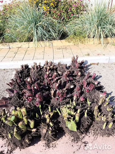 Клубни канны