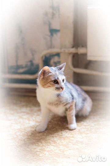 Кошка Лиза